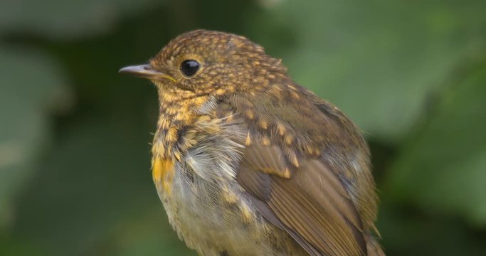 Robin bird fledgling juvenile close up head beak and wings slow motion