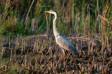 Héron cendré, Ardea cinerea, Grey Heron
