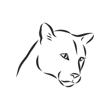 Hand-drawn vector illustration portrait of puma. Sketch style. Use for tattoo, poster, postcard, web, Cougar animal, vector sketch illustration
