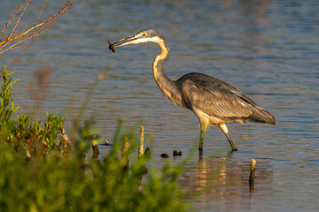 Héron mélanocéphale,.Ardea melanocephala, Black headed Heron, Afrique du Sud