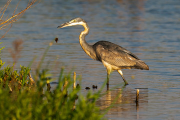 Héron mélanocéphale,.Ardea melanocephala, Black headed Heron, Afrique du Sud