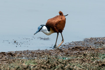 Jacana à poitrine dorée,.Actophilornis africanus, African Jacana, Parc national Kruger, Afrique du Sud