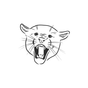 Hand-drawn vector illustration portrait of puma. Sketch style. Use for tattoo, poster, postcard, web, Cougar animal, vector sketch illustration