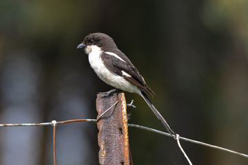 Pie grièche fiscale,.Lanius collaris, Southern Fiscal