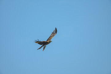 black kite in flight