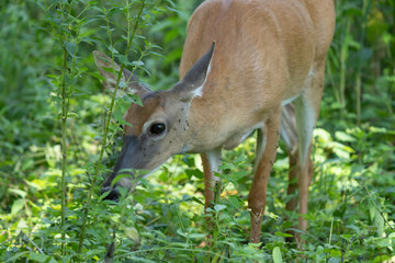 mature doe calmy eats in the woods on a sunny day in the park