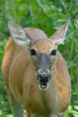 mature doe calmy eats in the woods on a sunny day in the park