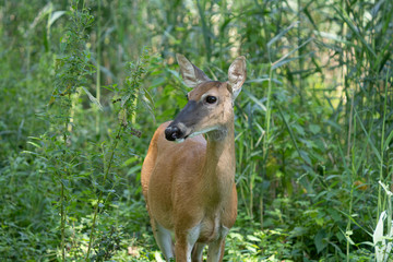 mature doe calmy eats in the woods on a sunny day in the park