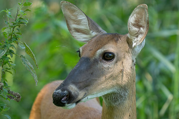 mature doe calmy eats in the woods on a sunny day in the park