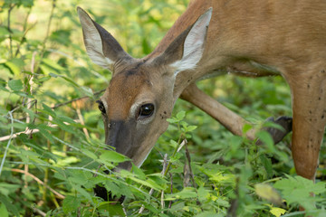 mature doe calmy eats in the woods on a sunny day in the park