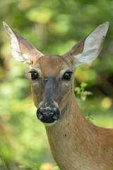 mature doe calmy eats in the woods on a sunny day in the park