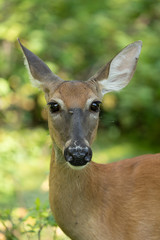 mature doe calmy eats in the woods on a sunny day in the park