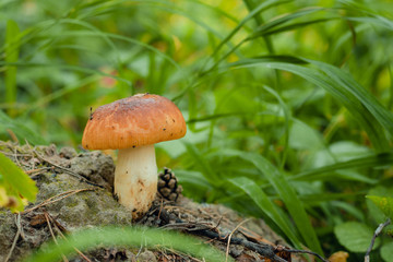 Boletus edulis edible mushroom in the forest
