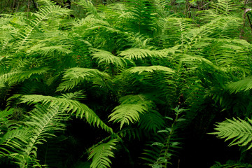 Fototapeta premium Beautiful ferns leaves green foliage natural floral fern background in sunlight.