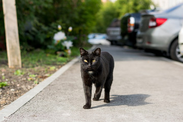 Portrait of a black cat on the street