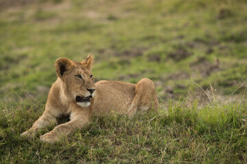 A young lion resting on grasses, Masai Mara