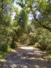 chemin à travers une forêt en France