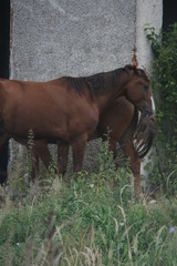 Fototapeta premium horses stand near the stables in the village