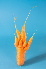 Strange funny shaped carrots on a blue background. Vegetable crops concept. Minimalism, copy space....