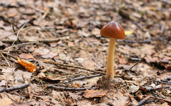 Amanta fulva mushroom on dry leaves background