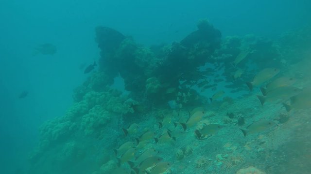 The wreck of the Gosei Maru in Truk Lagoon, Micronesia