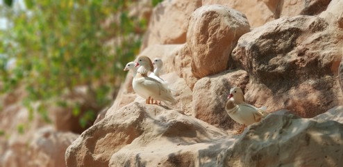 very beautiful cute bird on the rock