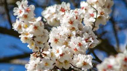 Flores y abejas 