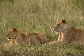 Naklejka premium Closeup of lions in the grassland, Masai Mara