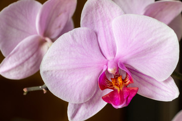 Fototapeta na wymiar Purple Pink Orchid Close Up