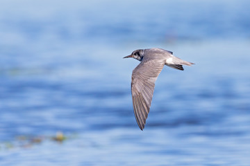 Black tern (Chlidonias niger) foraging in the sky above a lake in Germany.