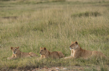 Lioness and her cub resting in the grassland of Savannah, Masai Mara