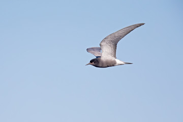 black tern (Chlidonias niger) foraging in the sky above a lake in Germany.