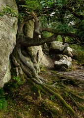 Fototapeta na wymiar Corby Crags. Northumberland, England UK.