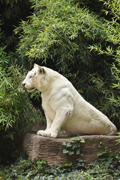 Tigre blanco descansando y posando de perfil 
