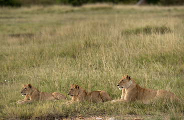 Lioness and her cubs resting in Savannah, Masai Mara