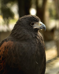 ÁGUILA POSANDO DE PERFIL EN ZOO 