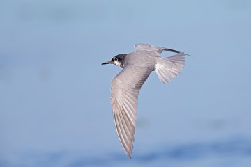 black tern (Chlidonias niger) foraging in the sky above a lake in Germany.
