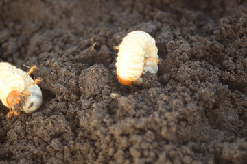 Engerling - cockchafer larvae on the surface of the earth