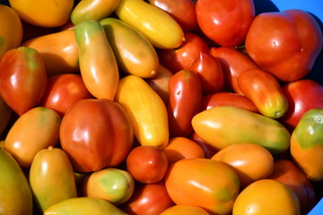 Plakat Yellow, red and orange tomatoes. Bright fruits of different varieties, shapes and sizes.