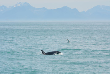 Obraz premium Landscape with a beautiful wild orca ( orcinus /cetacean /killer whale) and a fulmar in Andenes, north of Norway