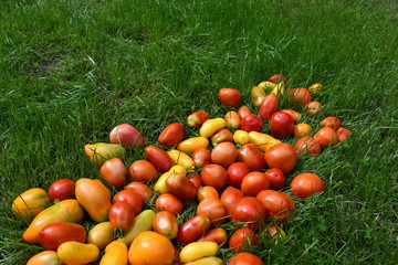 Yellow, red and orange tomatoes on a green lawn on a sunny summer day. Young lawn grass and bright fruits of different shapes and sizes.