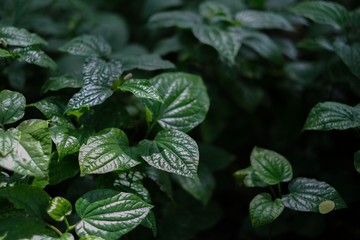 Wild betel or piper leaves background,herbal on tropical
