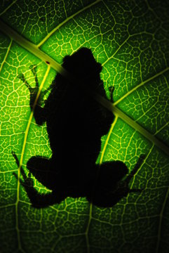 Frog on a leaf; frog shadow behind a leaf; frog silhouette; Uperodon rohani endemic frog in Sri Lanka 