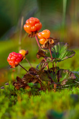 North berry cloudberry The Latin name: Rubus chamaemorus, cloudberry is mid summer berry
