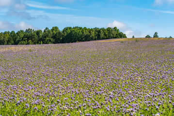 at the edge of the forest mowed full of small purple flowers