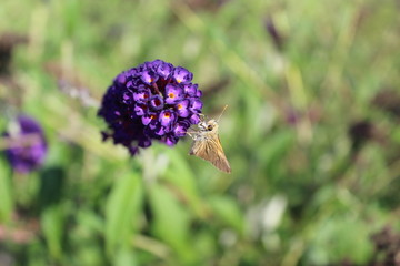 Butterfly getting nectar from a blue bloom