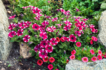 Colorful bright flowers grow among the stones.