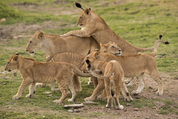 Naklejka na ściany i meble Lioness and her cub love and effection, Masai Mara