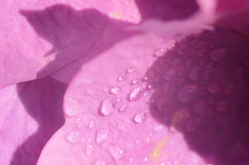 Hydrangea flowers after the rain. Hydrangea is one of the representative flowers in early summer in Japan.