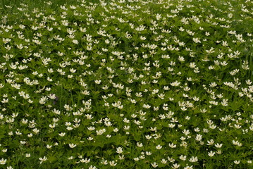 Canada anemone wildflowers